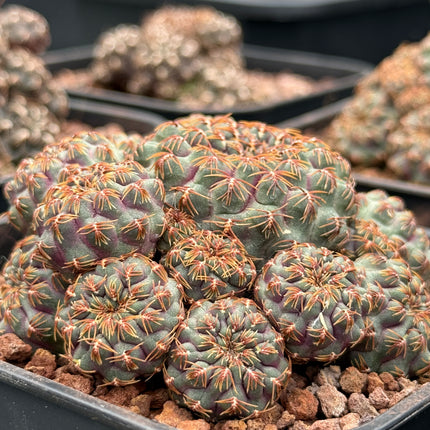 Aylostera callichroma