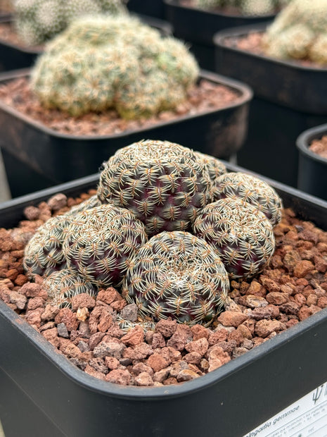 Weingartia gemmae