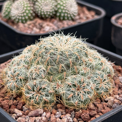 Weingartia azurduyensis LH 1422