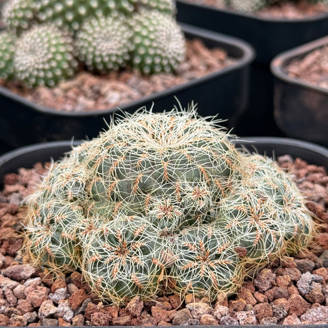 Weingartia azurduyensis LH 1422