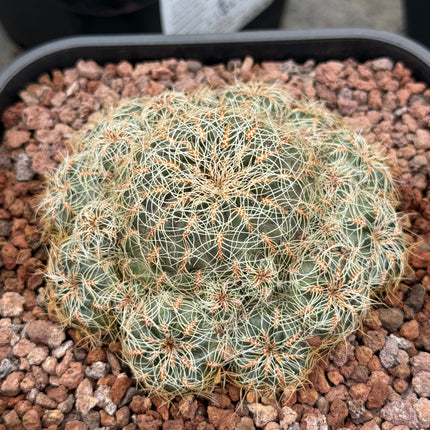 Weingartia azurduyensis LH 1422