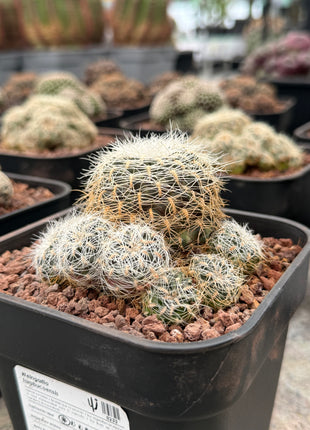 Weingartia tarabucoensis
