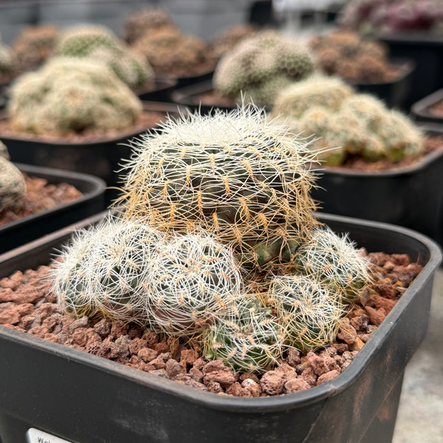 Weingartia tarabucoensis