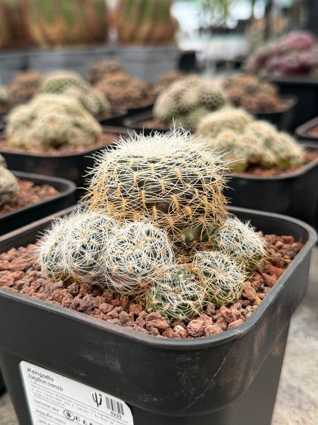 Weingartia tarabucoensis