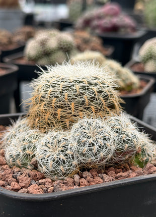 Weingartia tarabucoensis