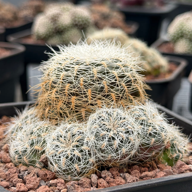 Weingartia tarabucoensis