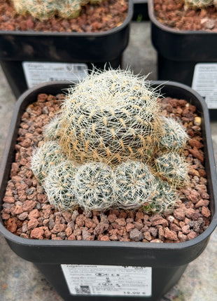 Weingartia tarabucoensis