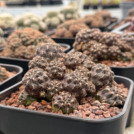 Weingartia steinbachii