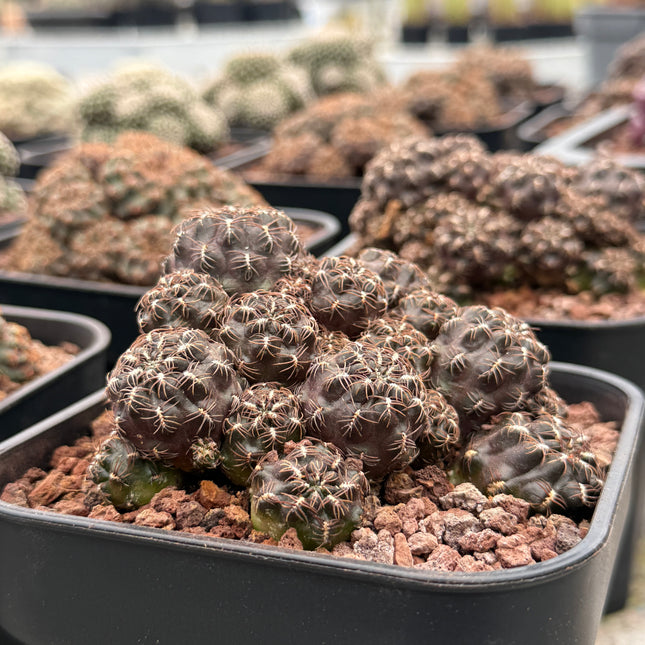 Weingartia steinbachii