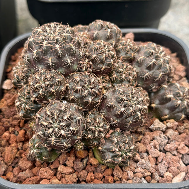 Weingartia steinbachii