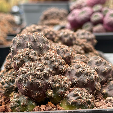 Weingartia steinbachii