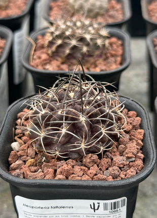 Neoporteria taltalensis