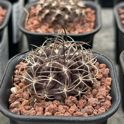 Neoporteria taltalensis