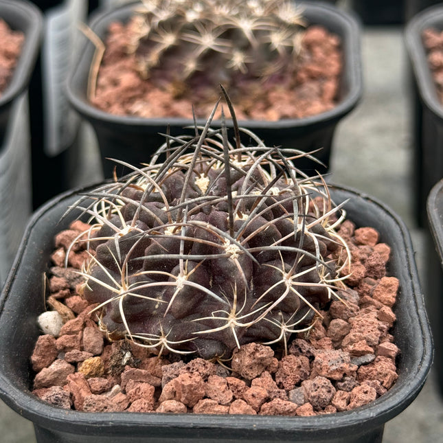 Neoporteria taltalensis