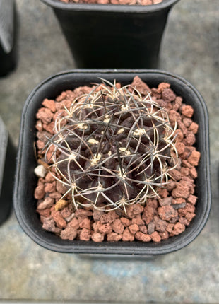 Neoporteria taltalensis
