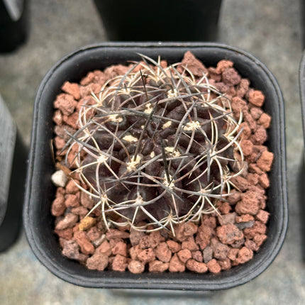 Neoporteria taltalensis