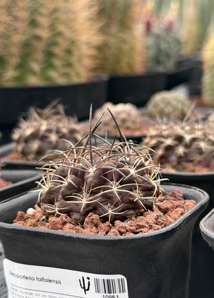 Neoporteria taltalensis