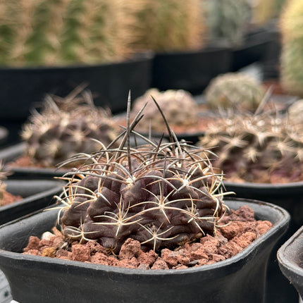 Neoporteria taltalensis