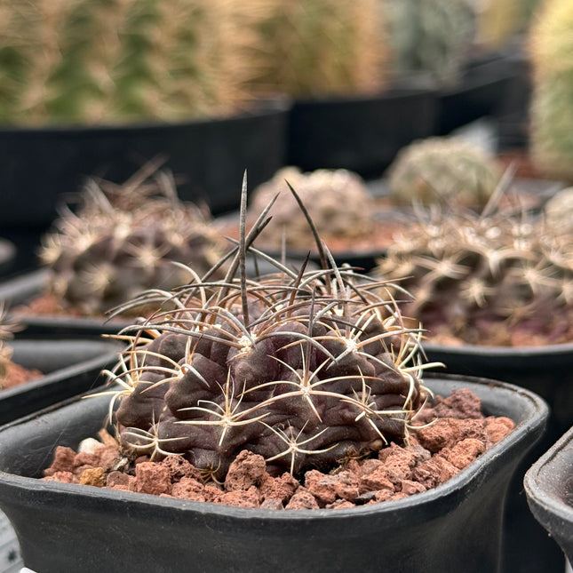 Neoporteria taltalensis