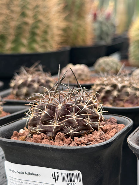 Neoporteria taltalensis
