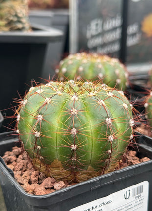 Notocactus ottonis var. rubispinus
