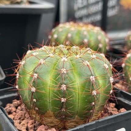 Notocactus ottonis var. rubispinus