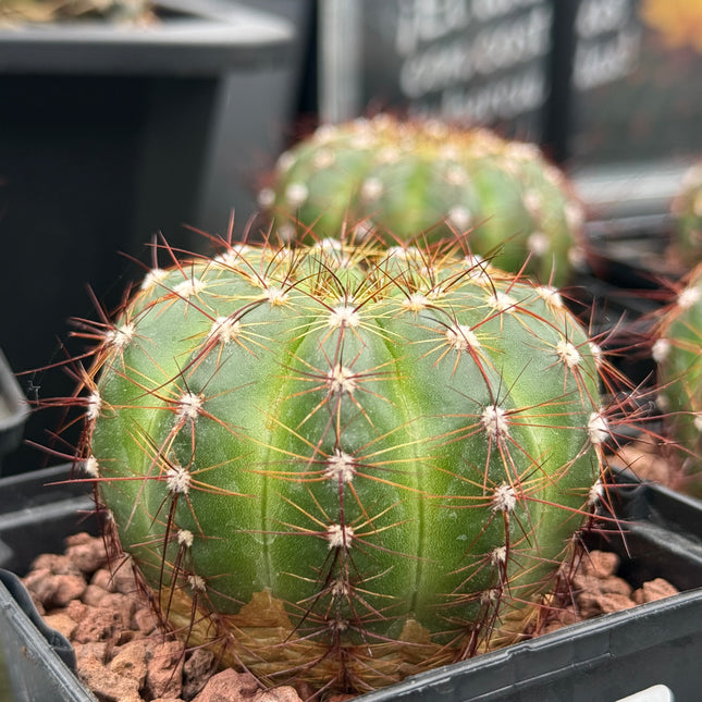 Notocactus ottonis var. rubispinus