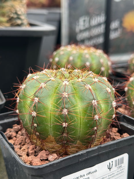 Notocactus ottonis var. rubispinus