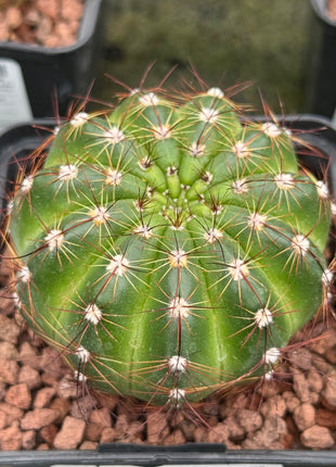 Notocactus ottonis var. rubispinus