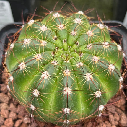 Notocactus ottonis var. rubispinus