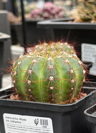 Notocactus ottonis var. rubispinus