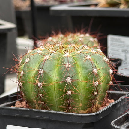 Notocactus ottonis var. rubispinus