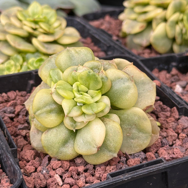 Echeveria deresina f. variegata