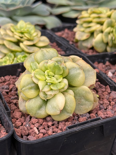 Echeveria deresina f. variegata
