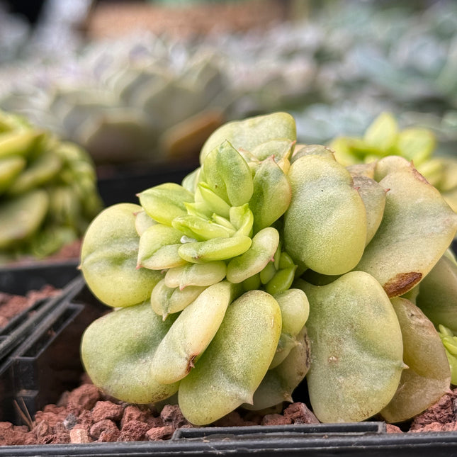 Echeveria deresina f. variegata