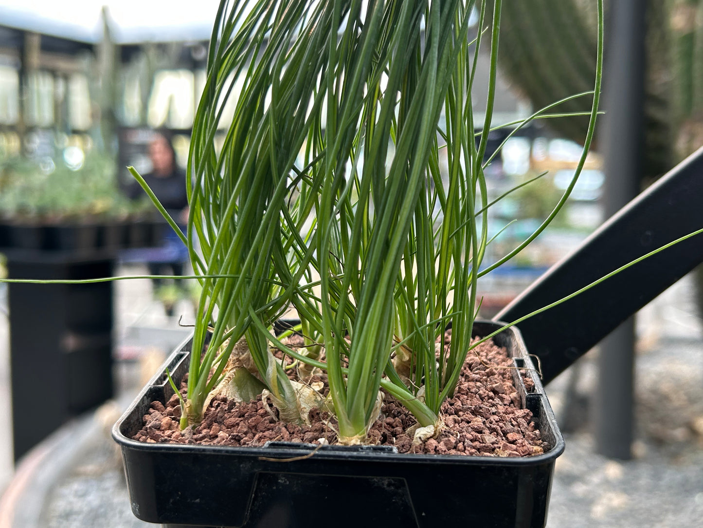 Albuca humilis