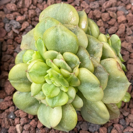 Echeveria deresina f. variegata
