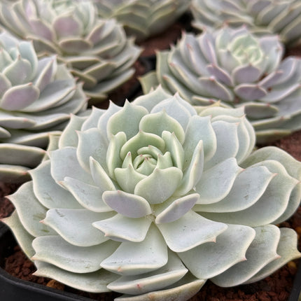 Echeveria ‘Lola’