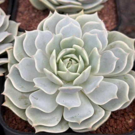 Echeveria ‘Lola’