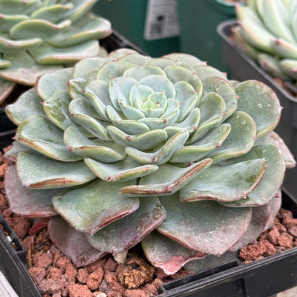 Echeveria imbrincata