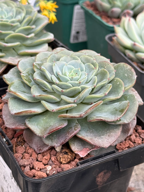 Echeveria imbrincata