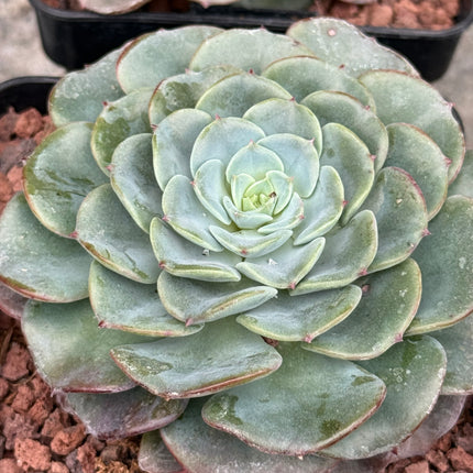 Echeveria imbrincata