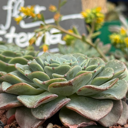 Echeveria imbrincata