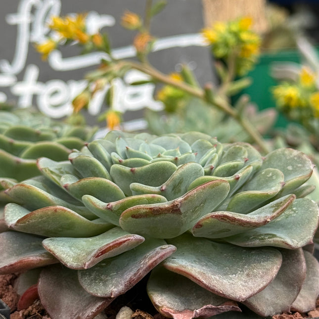 Echeveria imbrincata