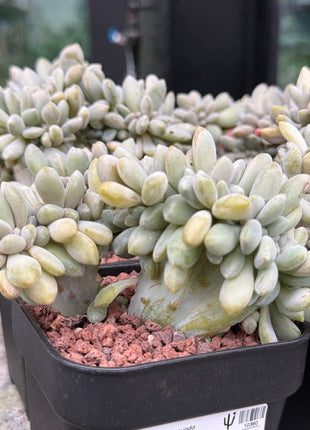 Echeveria secunda f. cristata