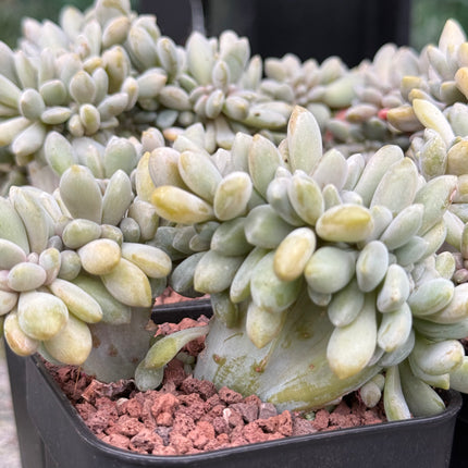 Echeveria secunda f. cristata