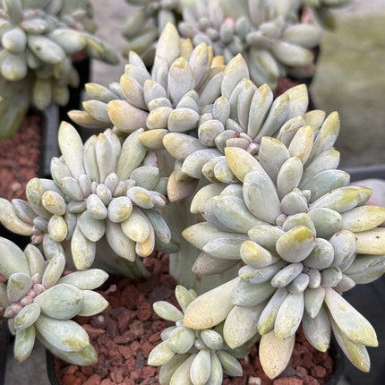 Echeveria secunda f. cristata
