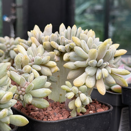 Echeveria secunda f. cristata