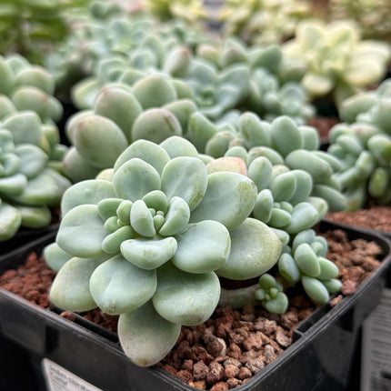 Sedum clavatum ‘Caviar’
