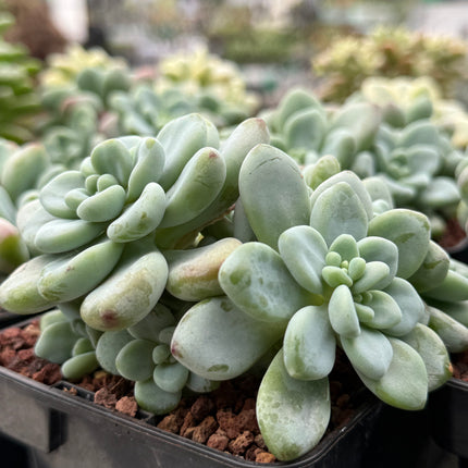 Sedum clavatum ‘Caviar’
